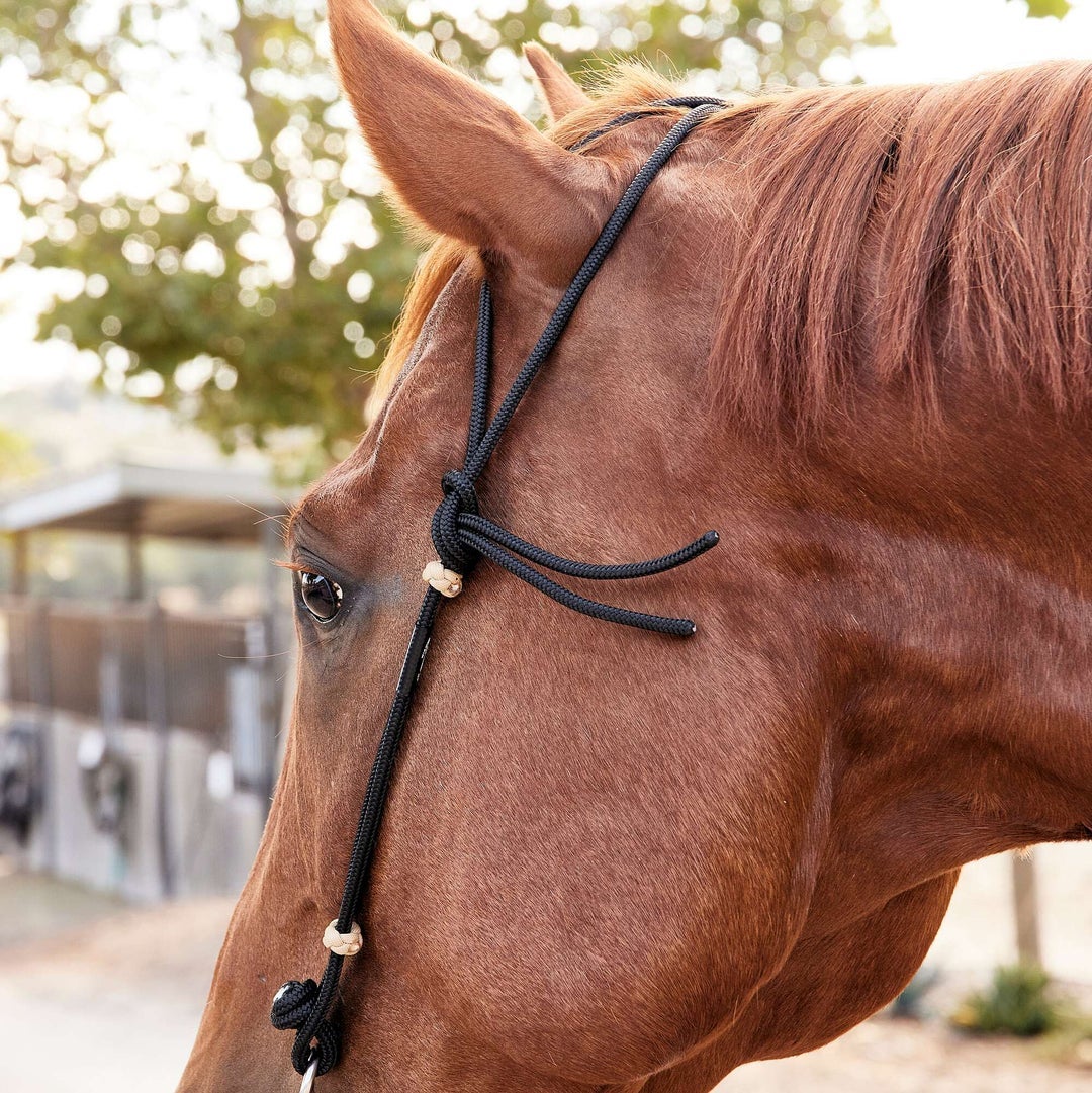 A horse wearing a rope headstall